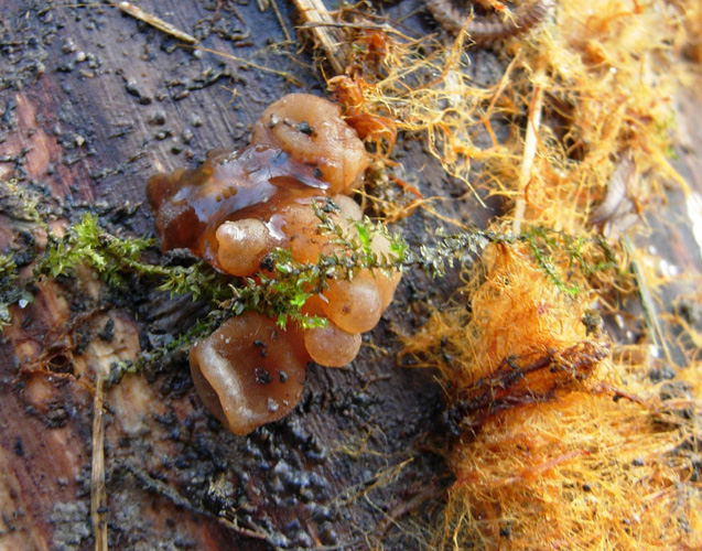 tanti funghi
